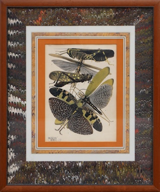 Twentieth-Century Earth-Toned Naturalistic Print of Various Insects 20th Century