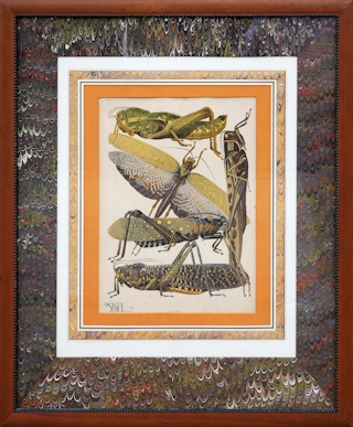 Twentieth-Century Earth-Toned Naturalistic Pochoir Print of Various Insects