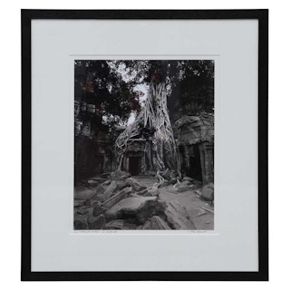 Tony Argento "Strangler Fig Tree" Ta Prohm, Cambodia Black and White Landscape Photograph 2001
