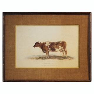 George Garrard- "A Suffolk Cow" Naturalistic Animal Engraving 1802