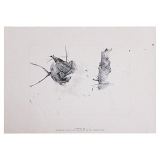 Andrew Wyeth- "Storing Up" Organic Abstract Print from the Collection Of Mrs. Andrew Wyeth 1959