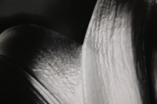 Close Up Flower Sabattier Photograph 1960's