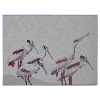 Roseata Spoonbill Painting 1979