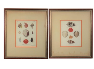 George Wolfgang Knorr - Marine Shells and Conchs Engravings from Late 18th Century
