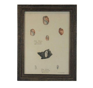 Sydenham Edwards - Elastic and Pale Bulla Shell Engraving From Early 19th Century, First Published in 1813