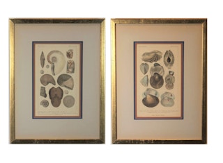 Georges Cuvier - Marine Shells and Oysters Engraving from 18th Century