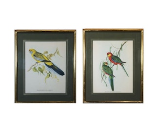 John and Elizabeth Gould- Set of Engravings of Australian Birds First Printed in 1838